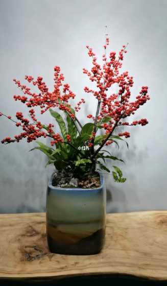 类似冬青的盆栽叫什么 如何种植红冬青盆栽