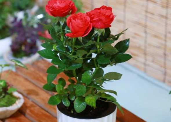 盆栽玫瑰应该用什么土 玫瑰花用什么土