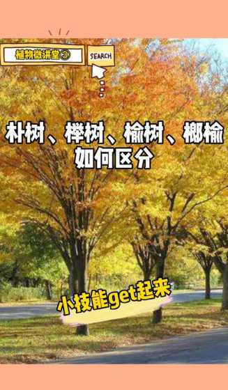 榉树与朴树哪个价格高 朴树与榉树的区别
