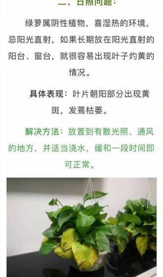 怎么能让绿萝的叶变大 怎么让绿萝的叶子更绿,更茂盛