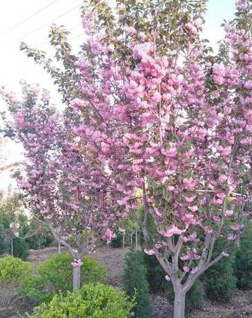 樱花树3公分粗长多久 樱花树作文