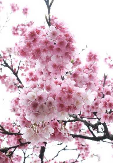粉红色樱花多少钱一棵 樱花造句-用樱花造句