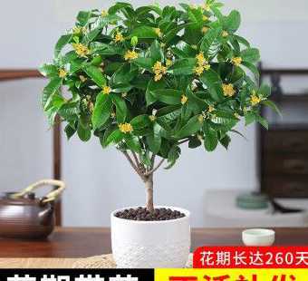 30多年的桂花多少钱 桂花树市场价格多少钱一棵