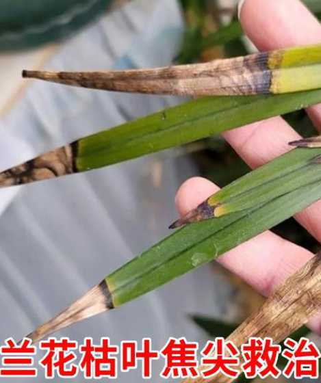 春兰叶子干枯怎么处理 春兰干叶子是怎么回事