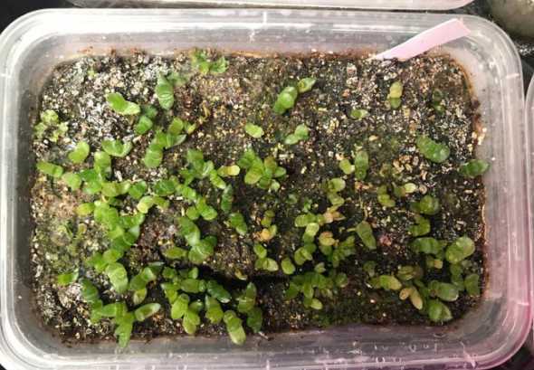刚发芽的玉露注意什么 哪里有卖玉露花的