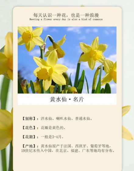 花语是尊敬的是什么花 什么花的花语是喜欢你