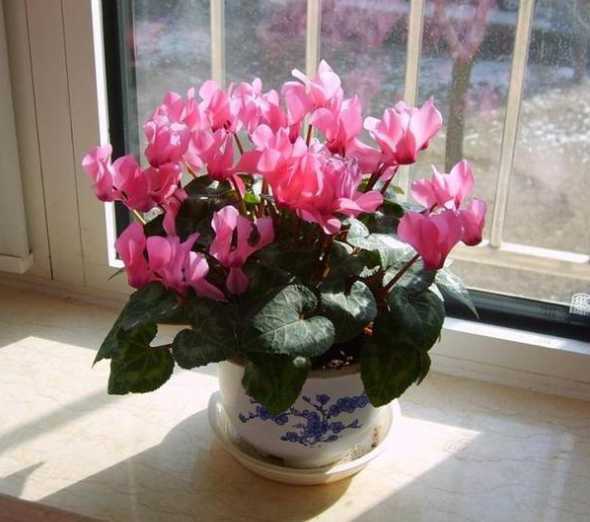 北方春节家里摆什么花 北方客厅摆放什么植物最好,鸿运当头花叶繁盛