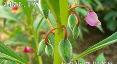 凤仙的传播方式是什么 凤仙花靠什么传播种子二年级