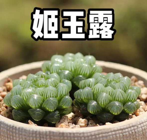 多肉姬玉露冬天怎么样 多肉姬玉露怎么养