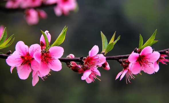 夏天桃花的叶子像什么 桃花的叶子像什么比喻句三年级
