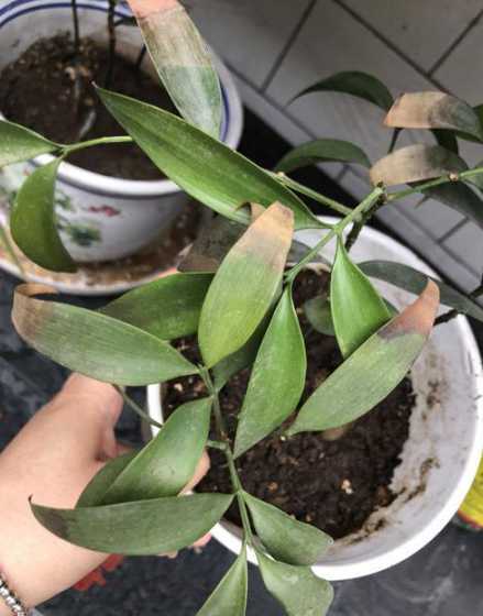 竹柏叶子干枯怎么拯救 小竹柏叶子有点卷卷的,叶边有些干枯,请问该如何办呢