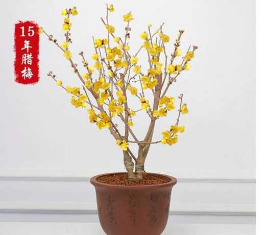 梅花需要什么土壤栽种 梅花喜欢什么土壤种植