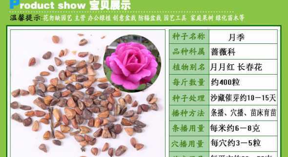 蔷薇种子在什么季节种 蔷薇的种植对季节气候的要求高吗什么季节成活率最高呢