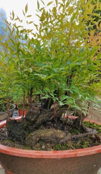 南方的土养盆景怎么样 风化土种植盆景效果如何