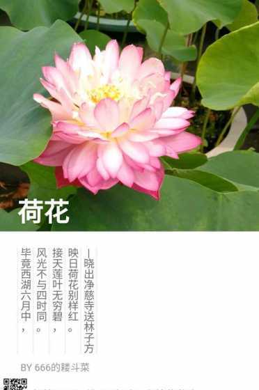 荷花在花中有什么称号 荷花的寓意是什么 荷花有什么称号