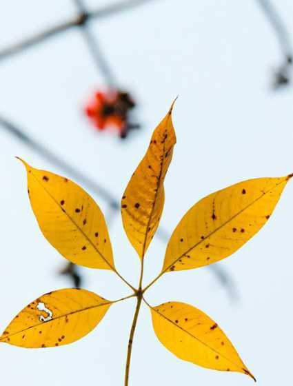 木棉树叶春天什么颜色 木棉花什么时候飘白絮