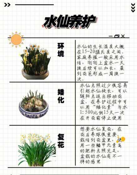 水仙花怎么样保持的久 水培水仙花可以养多久