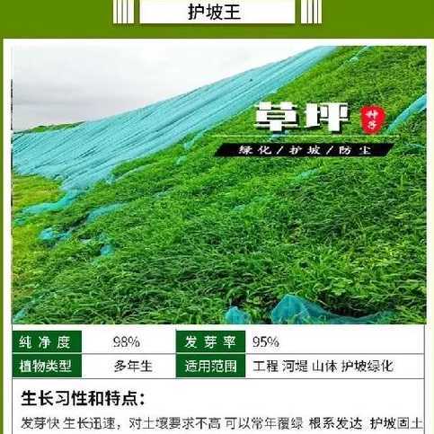 四季青草坪还叫什么名 四季青草坪越长越密吗