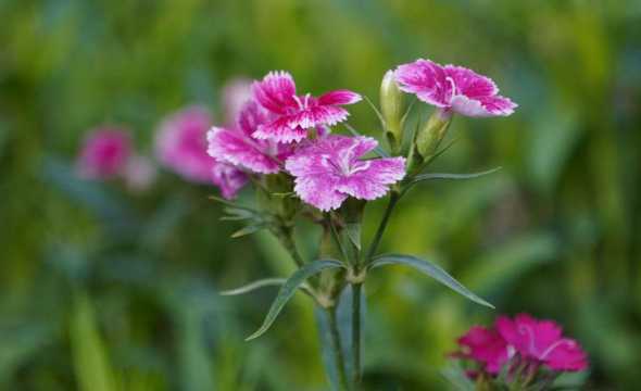 石竹花代表着什么意义 石竹花花语是什么,石竹花的代表意义