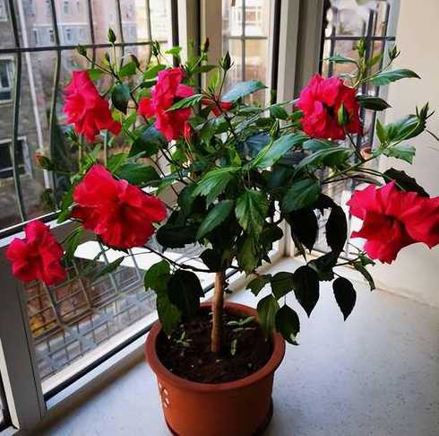 扶桑花在室外怎么越冬 扶桑花冬天怎么养