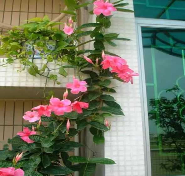万里飘香藤为什么爬蔓 万里飘香藤的养殖方法