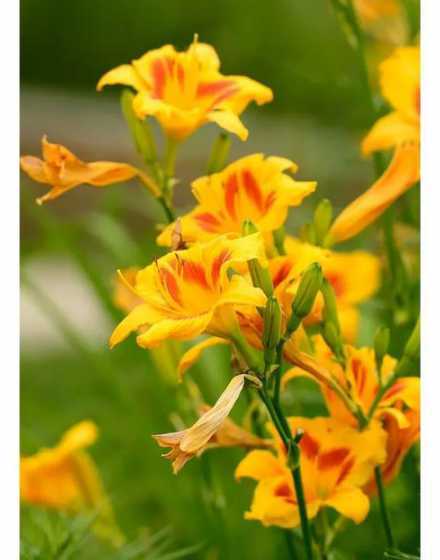 萱草一平方可以种多少 萱草每平米种多少芽