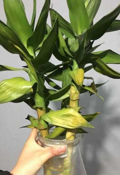莲花竹叶子发黄怎么办 养的荷花竹花杆变黄了,怎么办
