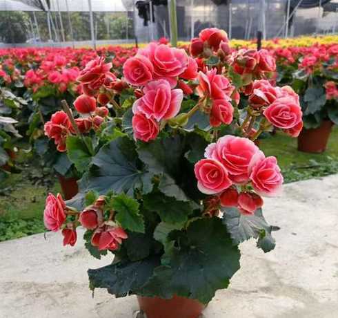 玫瑰海棠冬天怎么栽培 玫瑰海棠花冬季怎么开花