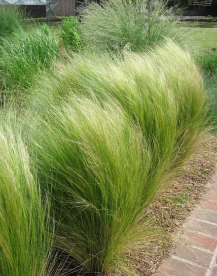 家庭小庭院应种什么草 庭院适合种什么草坪家庭庭院种什么草坪庭