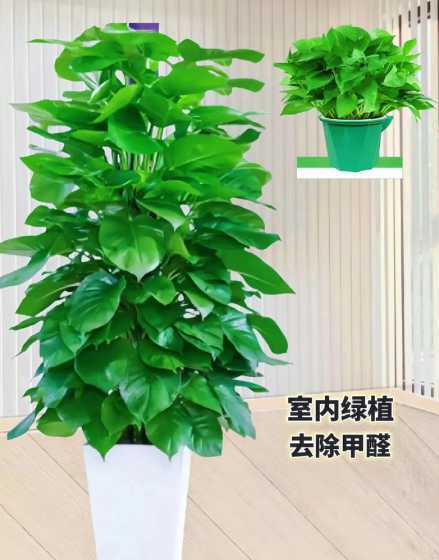 室内养绿萝有什么作用 室内养绿萝有什么好处和坏处