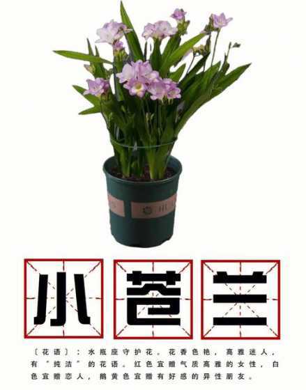 小苍兰怎么养才能粗壮 小苍兰如何养护粗壮