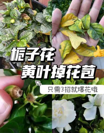 栀子花掉花蕾什么原因 栀子花为什么掉花蕾