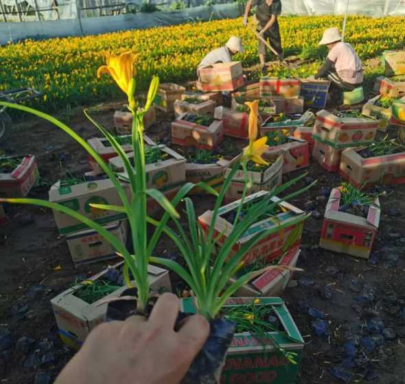 金娃娃萱草一平多少株 金娃娃萱草种植密度