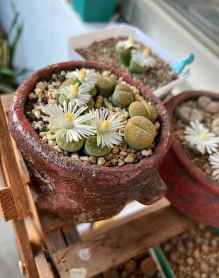 石生花开花后注意什么 多肉植物石生花怎么养殖 石生花养殖注意事项