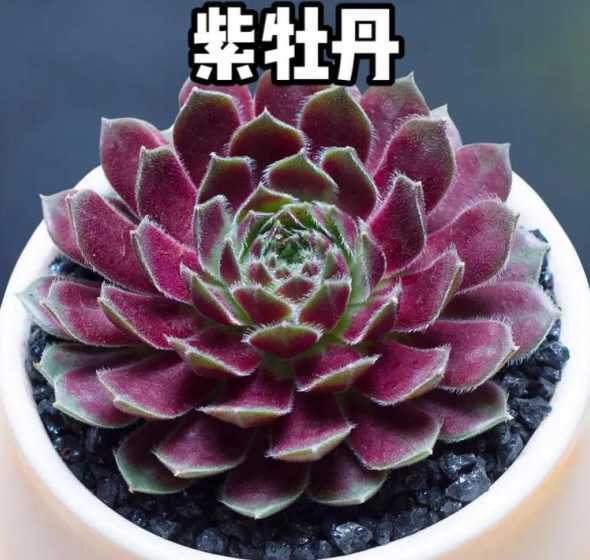 紫牡丹多肉为什么不长 紫牡丹多肉的养殖方法