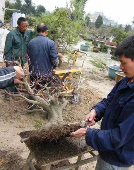 南方盆景什么时候换盆 什么时候适合给植物换盆