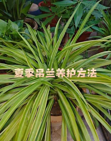 夏天吊兰怎么养长得快 吊兰夏天怎么养才能更旺盛 吊兰的养护方式