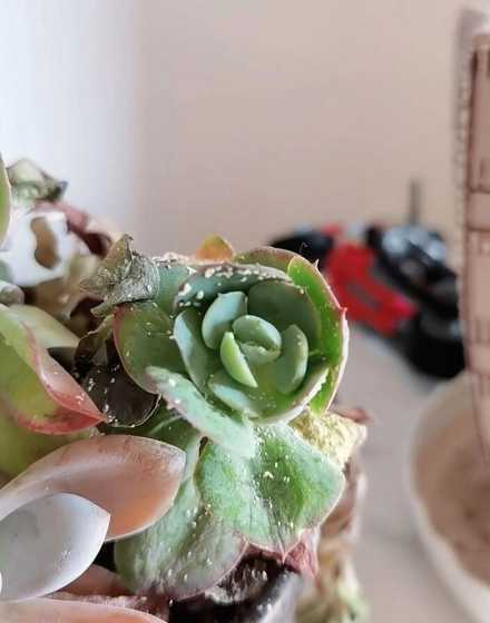 花上有小白点怎么去除 朱槿叶子上有小白点飞虫怎么办