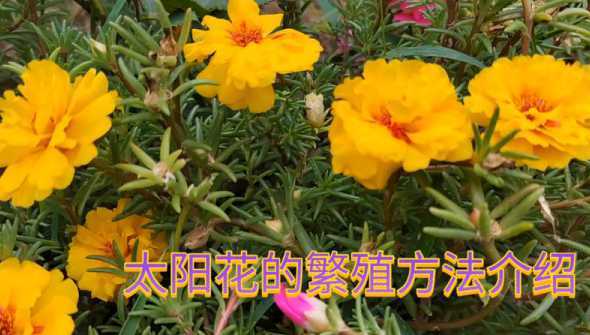 太阳花主要用什么繁殖 太阳花有哪些繁殖方法