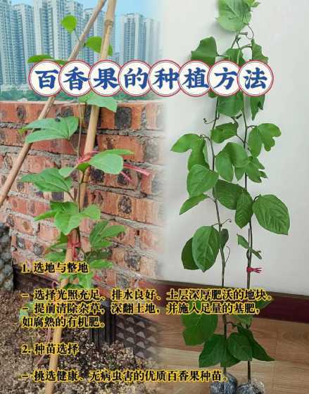 百香果怎么浇水怎么种 百香果如何浇水和施肥
