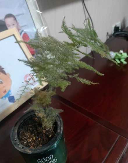 文竹水培烂根怎么补救 文竹叶子发黄,浇水过多有点烂根,还能活吗