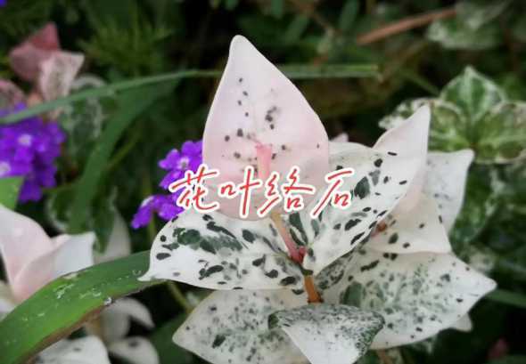 花叶络石为什么不变色 花叶络石为什么没有彩色叶子
