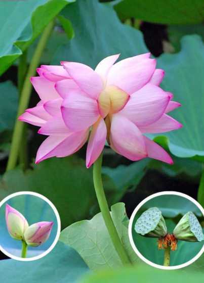 为什么莲花的花茎是直 为什么澳门的市花是莲花