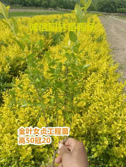 金森女贞花有什么作用 红叶石楠寓意是什么