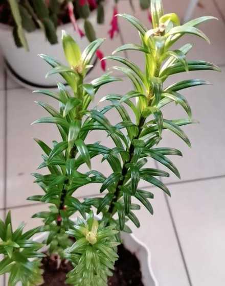 百合花球为什么不开花 百合为什么不开花