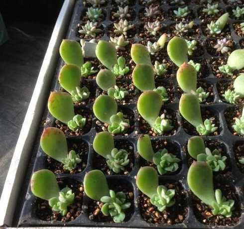 多肉叶插怎么样长得快 多肉植物怎么叶插