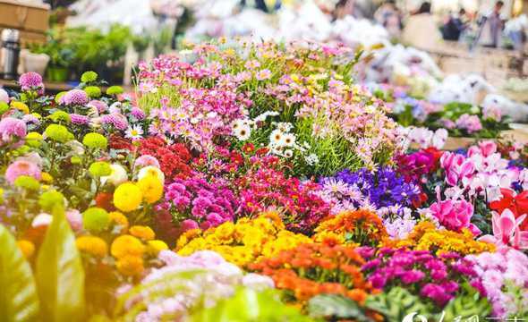 怎么联系昆明花市场呢 昆明最大的鲜花批发市场在哪里
