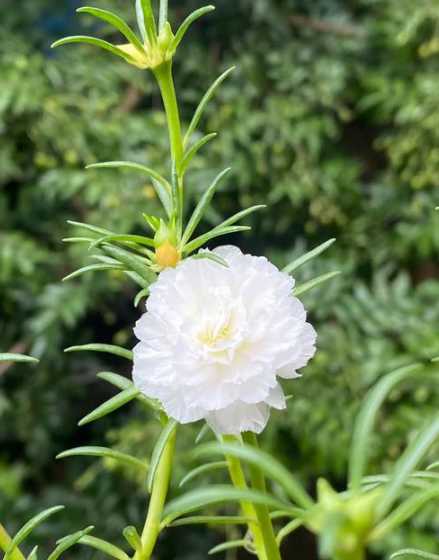 白色太阳花花语是什么 白色向日葵代表什么意思 白色向日葵花语
