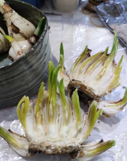 为什么要雕刻水仙花头 水仙花头为何要用刀切开