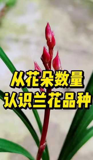 怎么判断植料适合兰花 兰花植料要如何配比